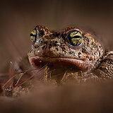 Amphibians